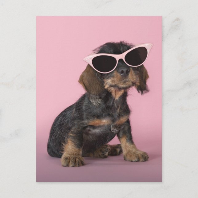 Dachshund Puppy Wearing Sunglasses Vykort (Framsida)