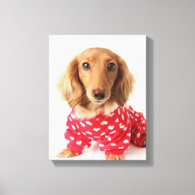 Dachshund Puppy Wearing Valentine's Outfit Canvastryck (Framsida)