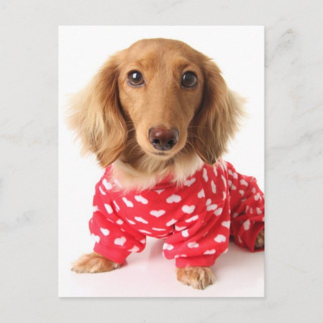 Dachshund Puppy Wearing Valentine's Outfit Helg Vykort (Framsida)