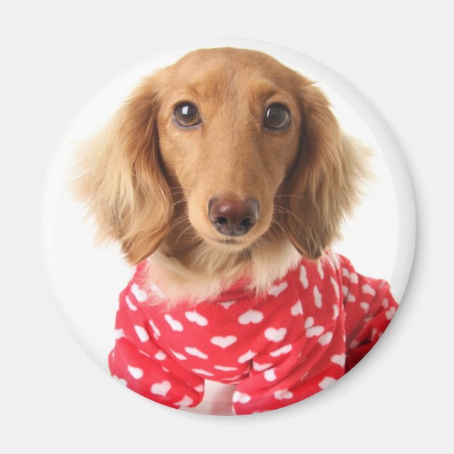 Dachshund Puppy Wearing Valentine's Outfit Magnet (Framsidan)