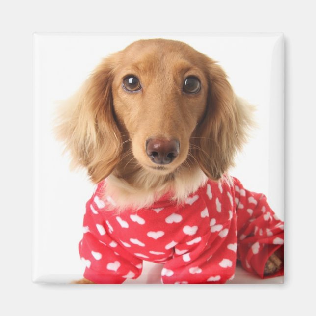 Dachshund Puppy Wearing Valentine's Outfit Magnet (Framsidan)