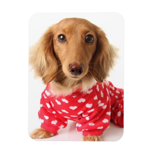 Dachshund Puppy Wearing Valentine's Outfit Magnet (Vertikal)