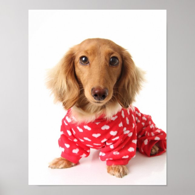 Dachshund Puppy Wearing Valentine's Outfit Poster (Framsidan)