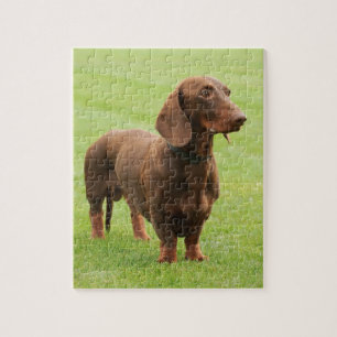 Dachshund Pussel