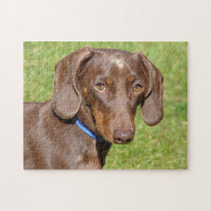 Dachshund Pussel