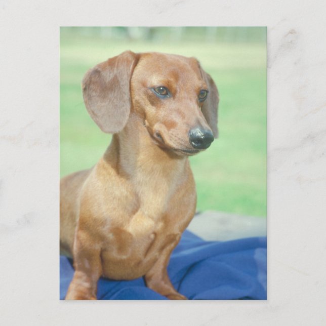 Dachshund Red Vykort (Framsida)
