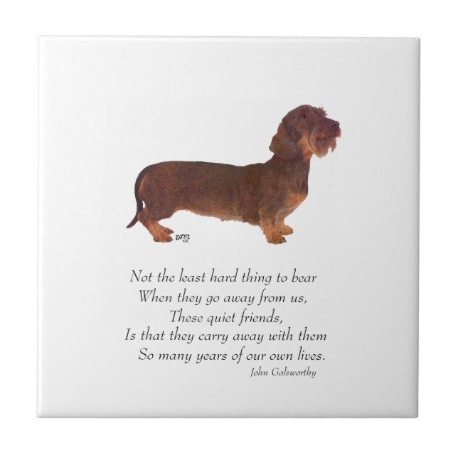 Dachshund Regnbågsbron Kakelplatta (Framsidan)