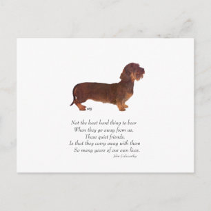 Dachshund Regnbågsbron Vykort