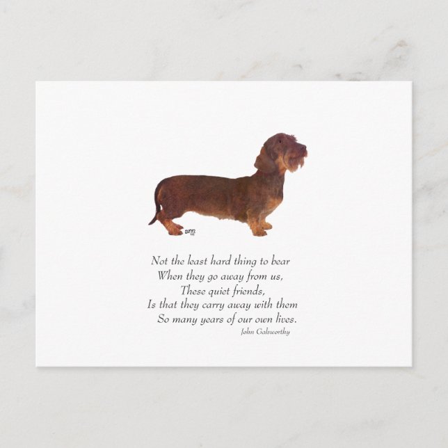 Dachshund Regnbågsbron Vykort (Framsida)