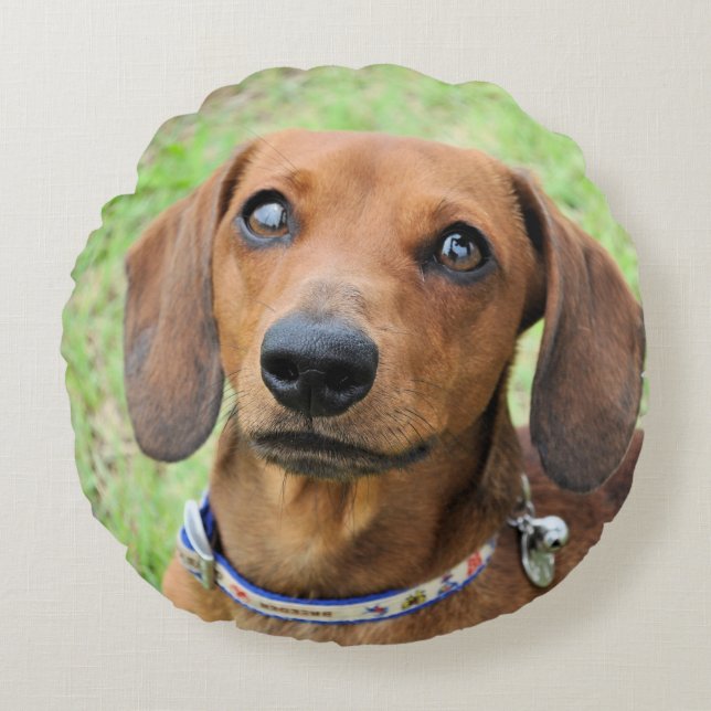 dachshund rund kudde (Framsidan)