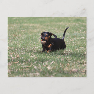 Dachshund Running Vykort