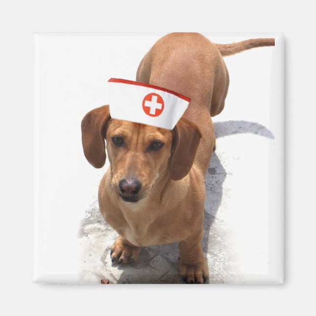 Dachshund Sjuksköterska magnet (Framsidan)