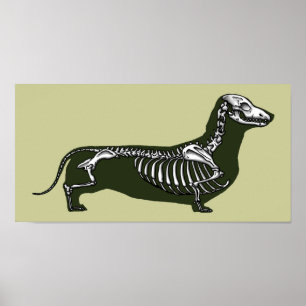 Dachshund skelett poster