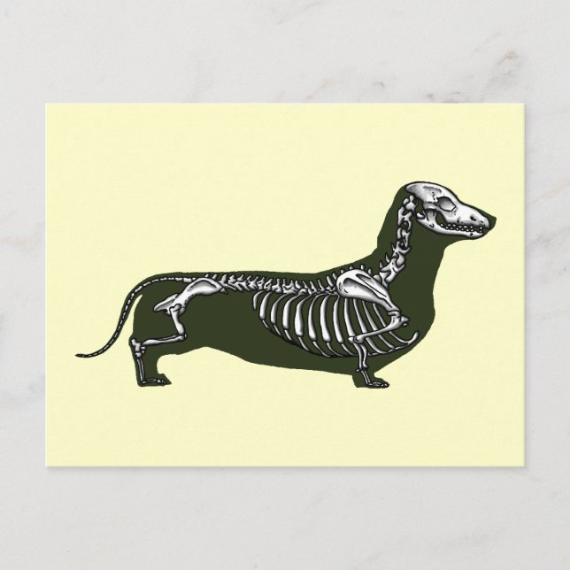 Dachshund skelett vykort (Framsida)