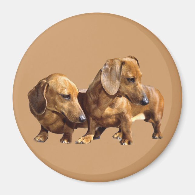 Dachshund Smoothies Magnet (Framsidan)