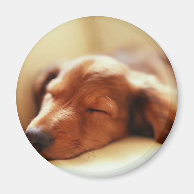 Dachshund sover magnet (Framsidan)