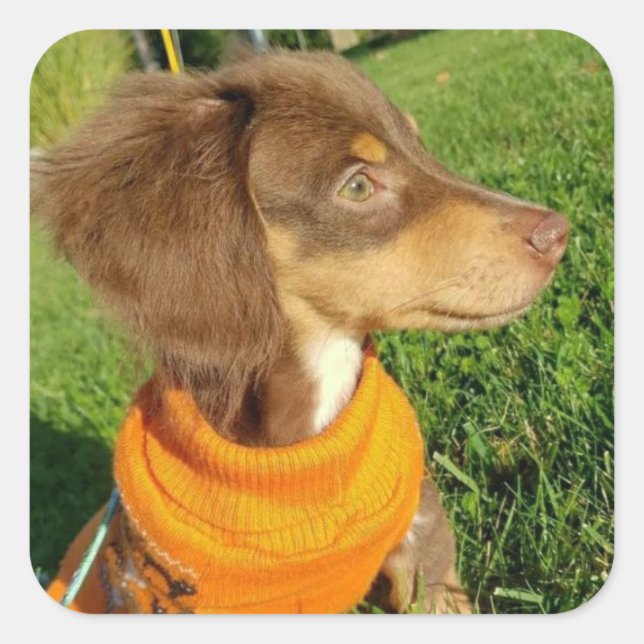 Dachshund Stickers Fyrkantigt Klistermärke (Framsida)