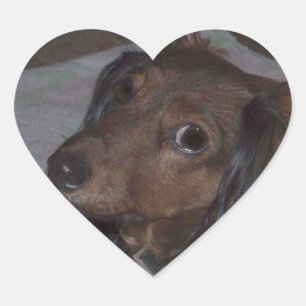 Dachshund Stickers med lång hållfasthet Hjärtformat Klistermärke