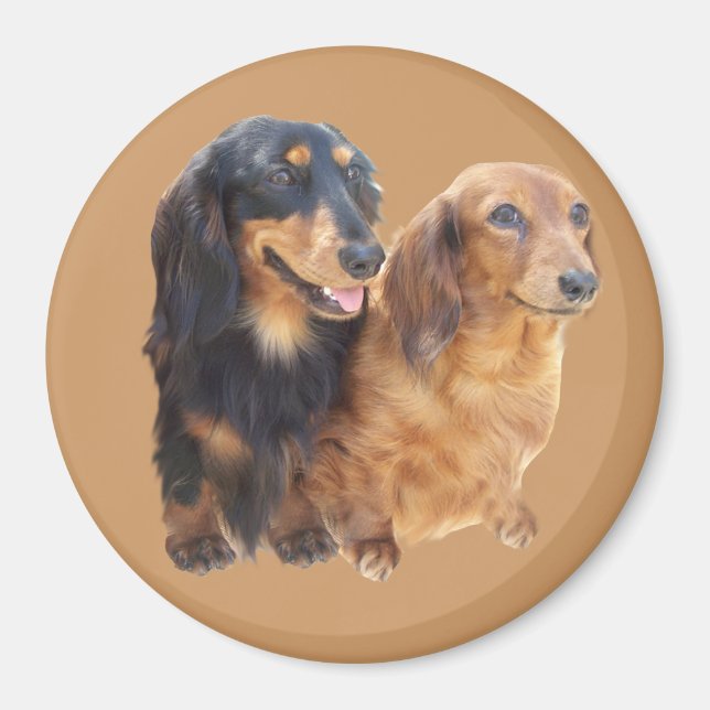 Dachshund Sweeties Magnet (Framsidan)