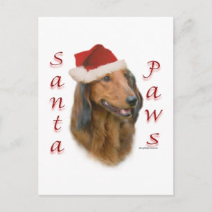 Dachshund Tassar - Långhårig Vykort