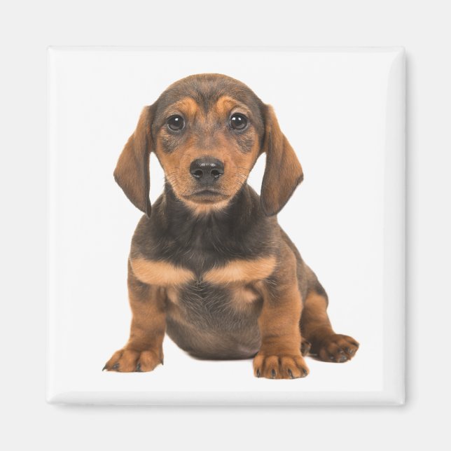 Dachshund Valp Hund Kärlek Valpar Magnet (Framsidan)