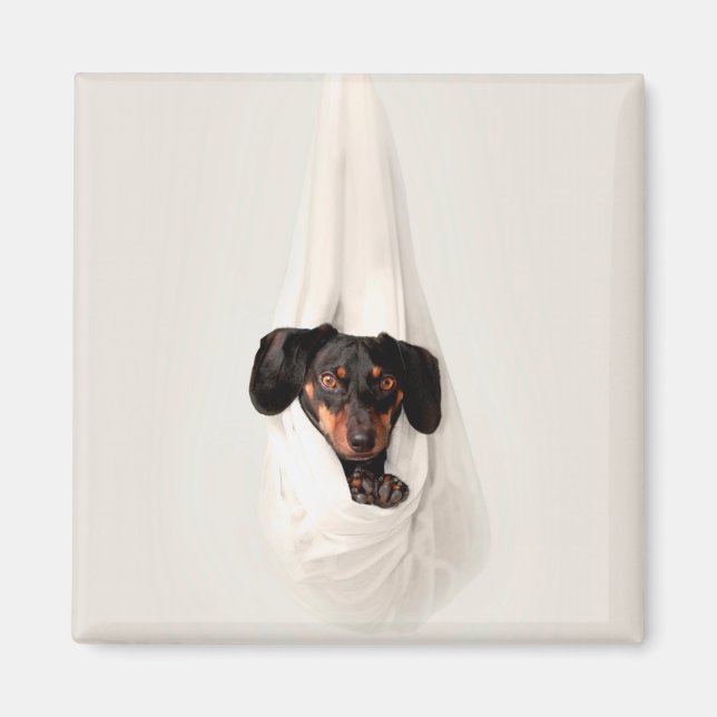 Dachshund-valp i hängmatta Söt bedårande hund Magnet (Framsidan)