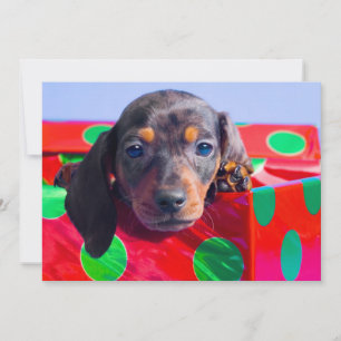 Dachshund-valp i presentlåda
