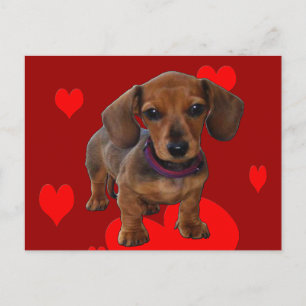 DACHSHUND Valp med Hjärtan Vykort