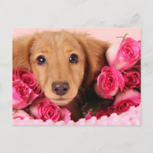 Dachshund-valp omgiven av rosor vykort