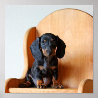 Dachshund valp poster