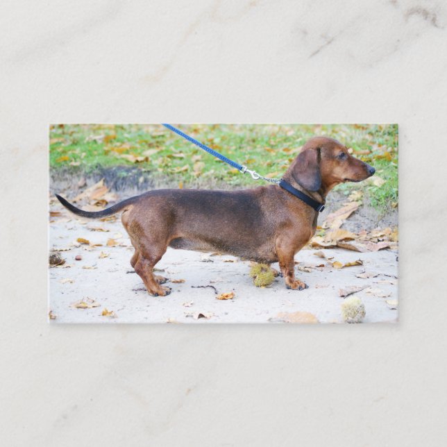 Dachshund vild boar fullt visitkort (Framsida)