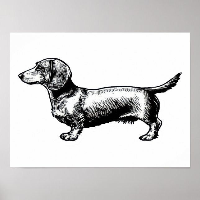 Dachshund Vintage Gravyr Illustration Poster (Framsidan)