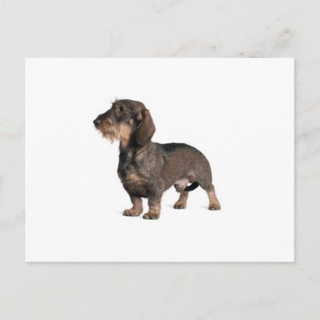 Dachshund Vykort (Framsida)