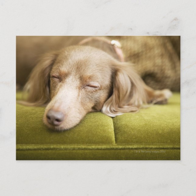 Dachshund Vykort (Framsida)