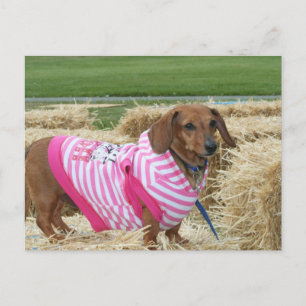 Dachshund Vykort