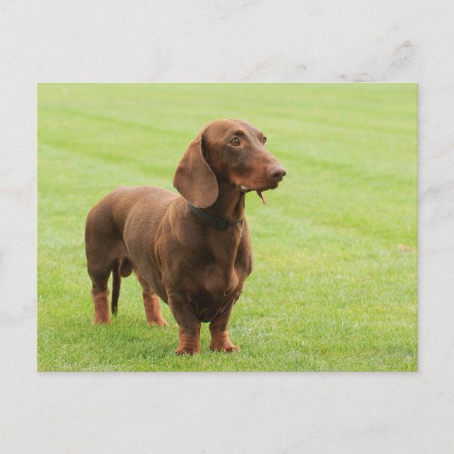 Dachshund Vykort (Framsida)