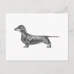 Dachshund Vykort
