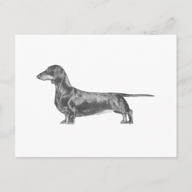 Dachshund Vykort (Framsida)