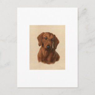 Dachshund Vykort