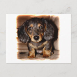 Dachshund Vykort