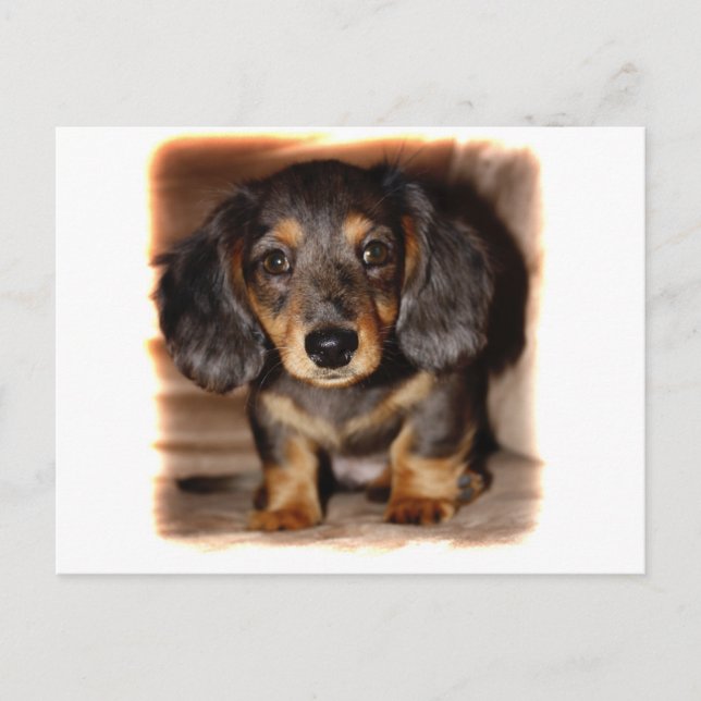 Dachshund Vykort (Framsida)