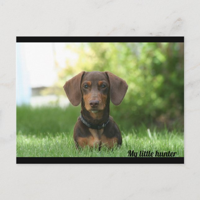 Dachshund Vykort (Framsida)