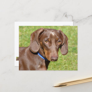 Dachshund Vykort