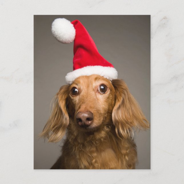 Dachshund Wearing jul Santa Hat Helg Vykort (Framsida)