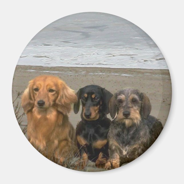 Dachshunds Magnet på stranden (Framsidan)