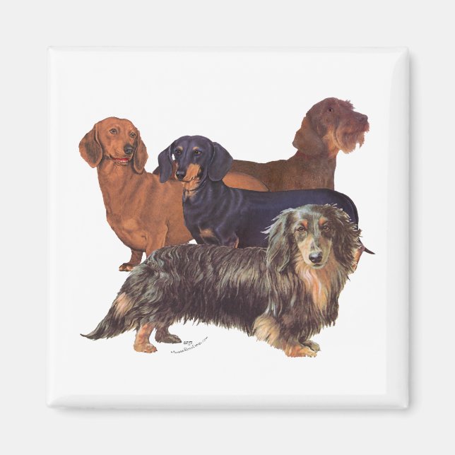 Dachshundvarianter Magnet (Framsidan)