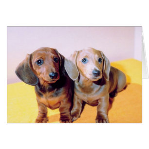 Dachsund Puppies Hälsningskort