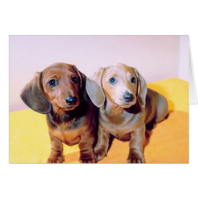 Dachsund Puppies Hälsningskort (Framsidan Horizontal)