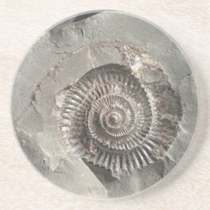 Dactylioceras ammonite i sten underlägg