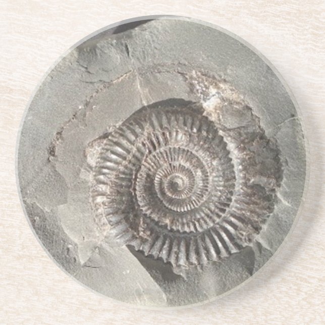 Dactylioceras ammonite i sten underlägg (Framsidan)
